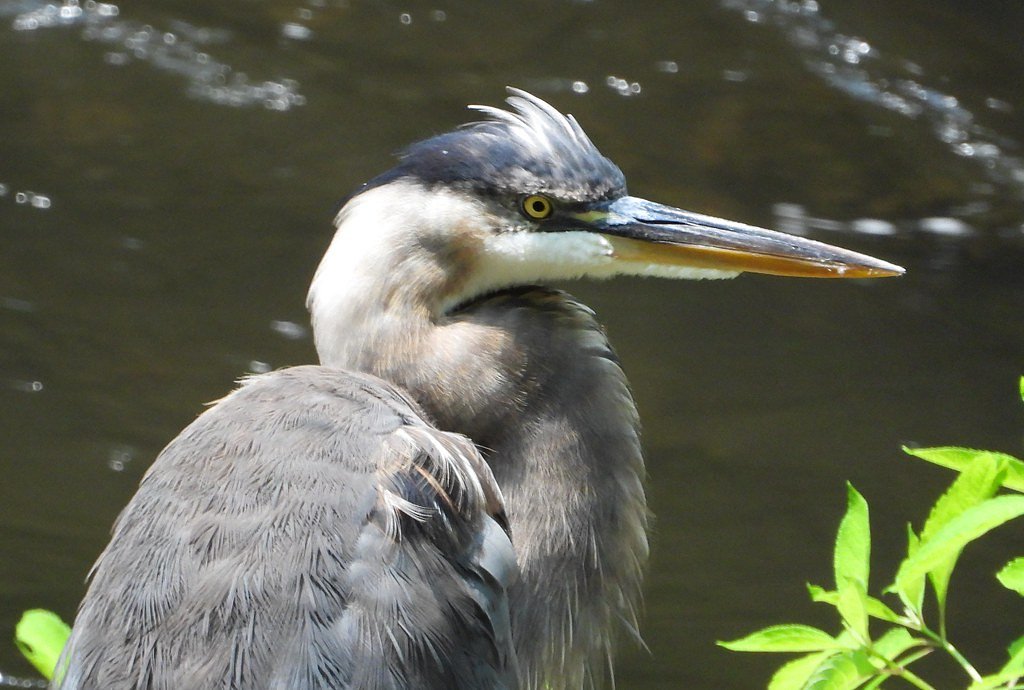 Abrams Falls waterfall