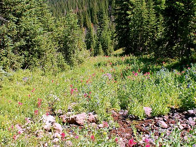 Alpine Falls