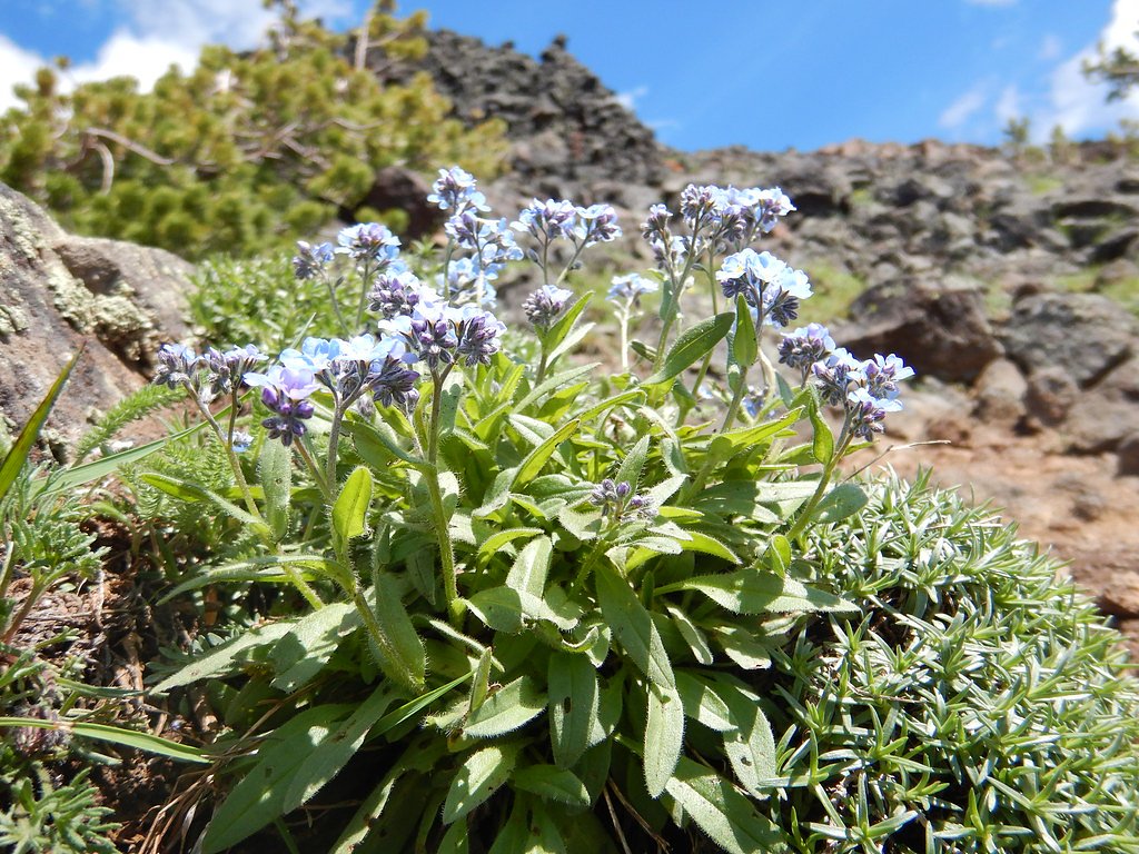 Alpine Falls waterfall
