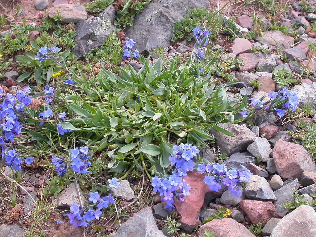 Alpine Falls waterfall