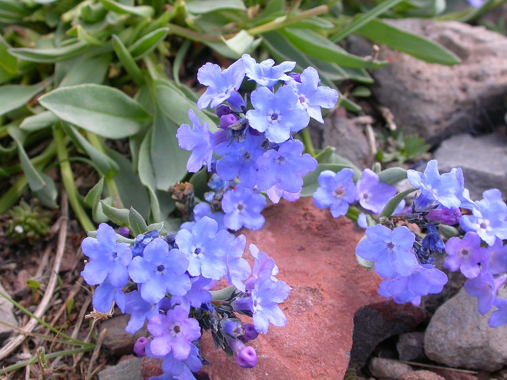 Alpine Falls waterfall