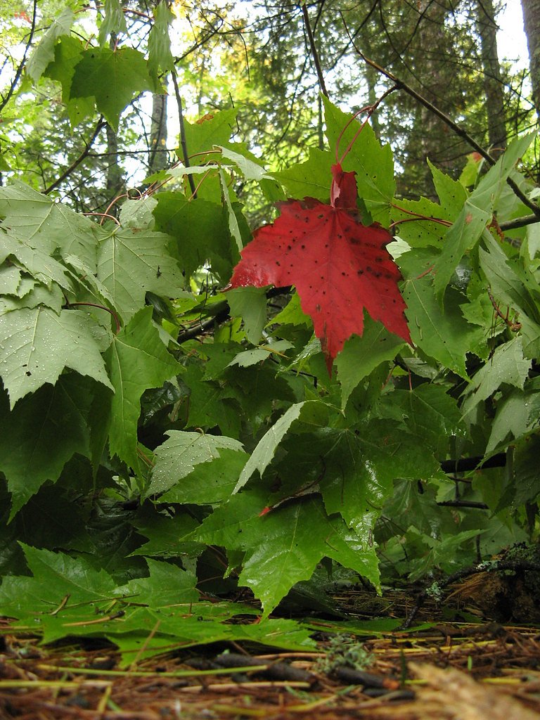 Amnicon Falls waterfall