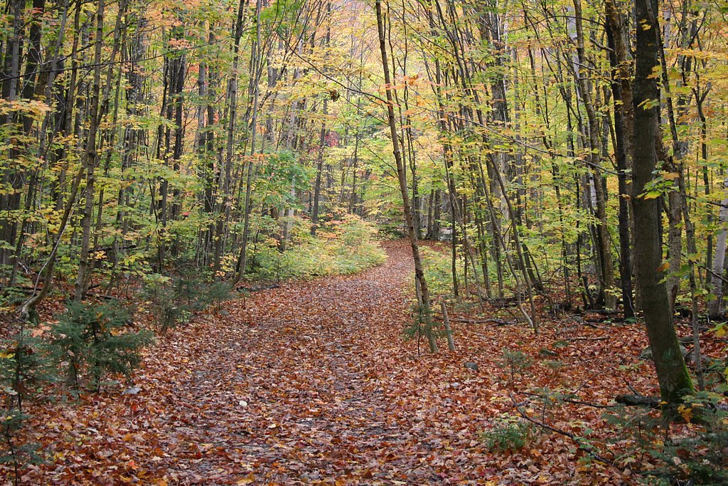 Angel Falls waterfall