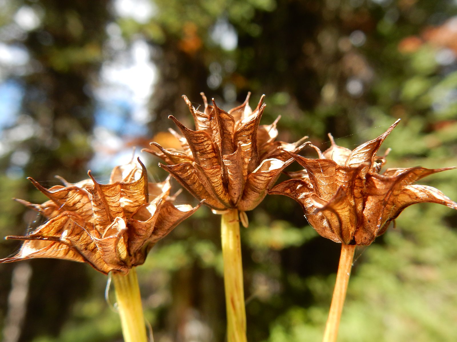 Apex Falls waterfall