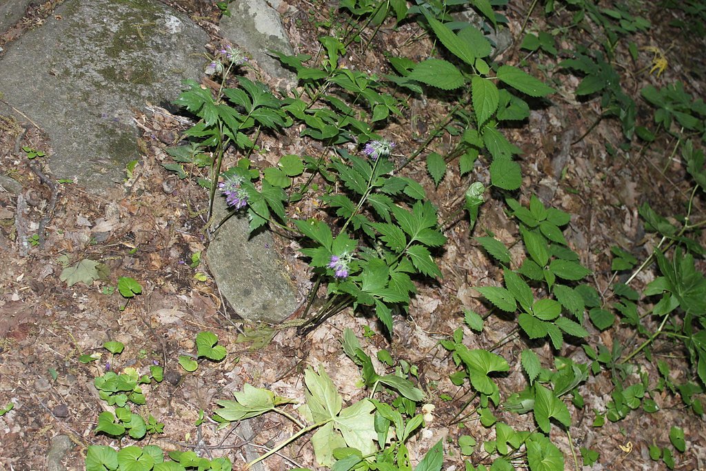 Apple Orchard Falls waterfall