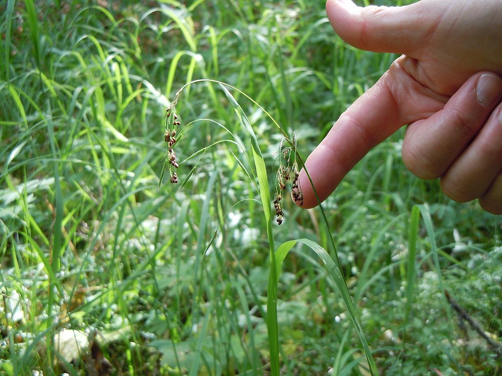 Arch Falls waterfall