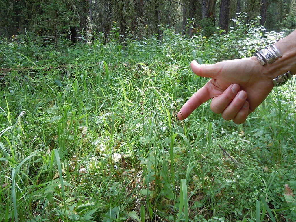Arch Falls waterfall