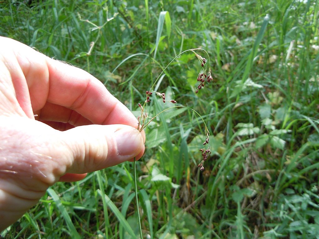 Arch Falls waterfall