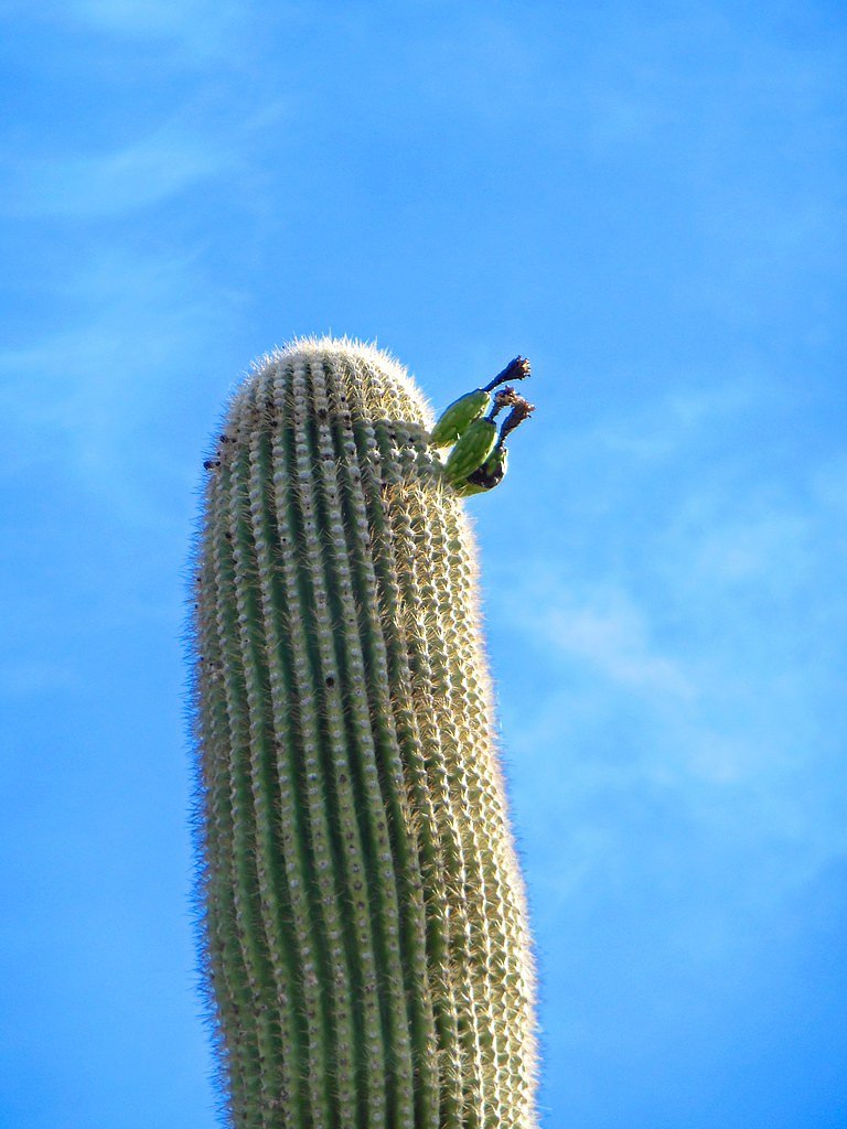 Bear Canyon Falls waterfall
