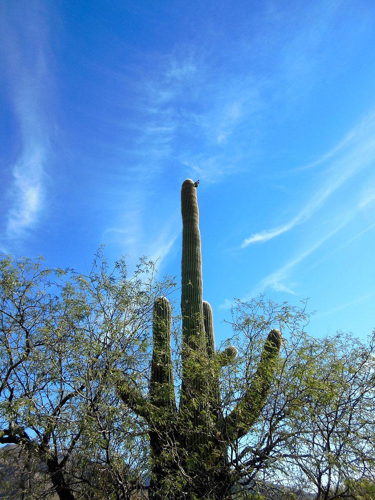 Bear Canyon Falls waterfall