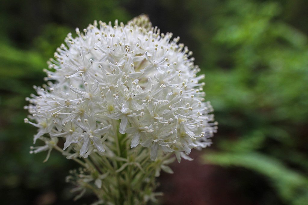 Bear Creek Falls waterfall