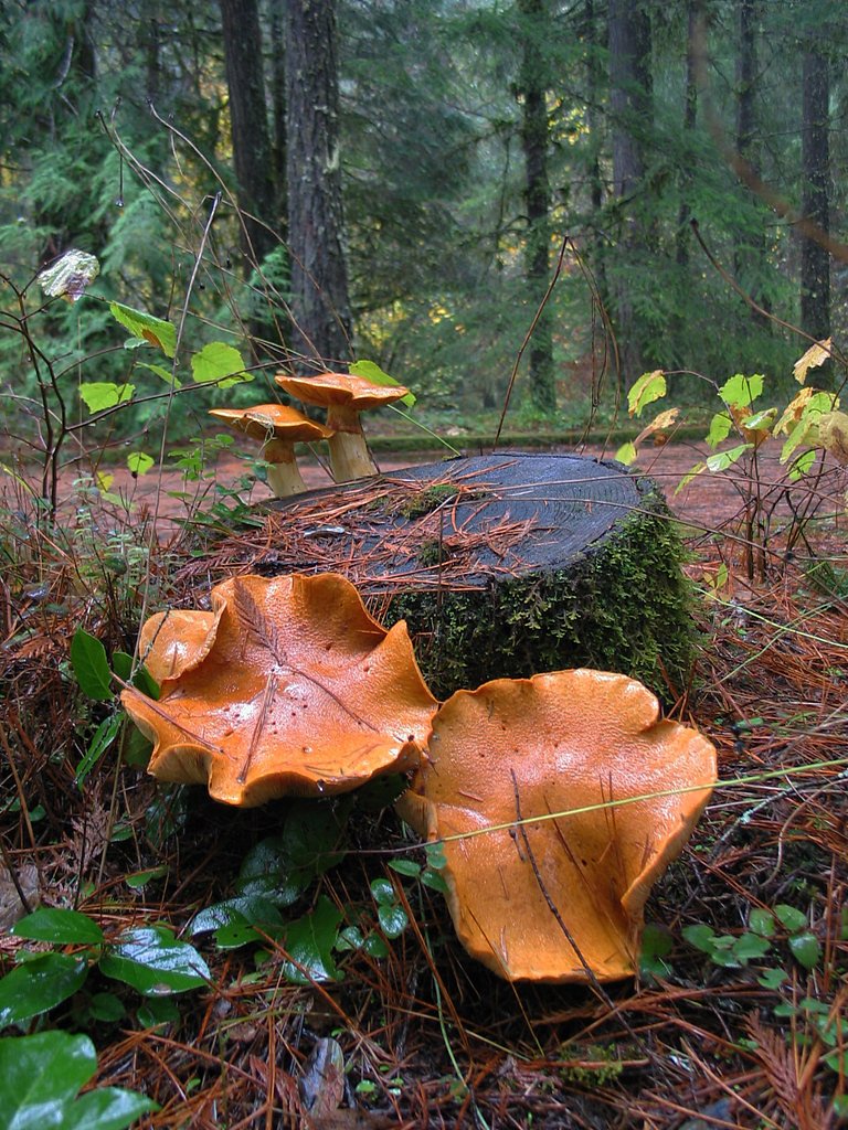 Bear Creek Falls waterfall