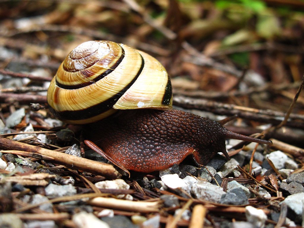 Bear Creek Falls waterfall