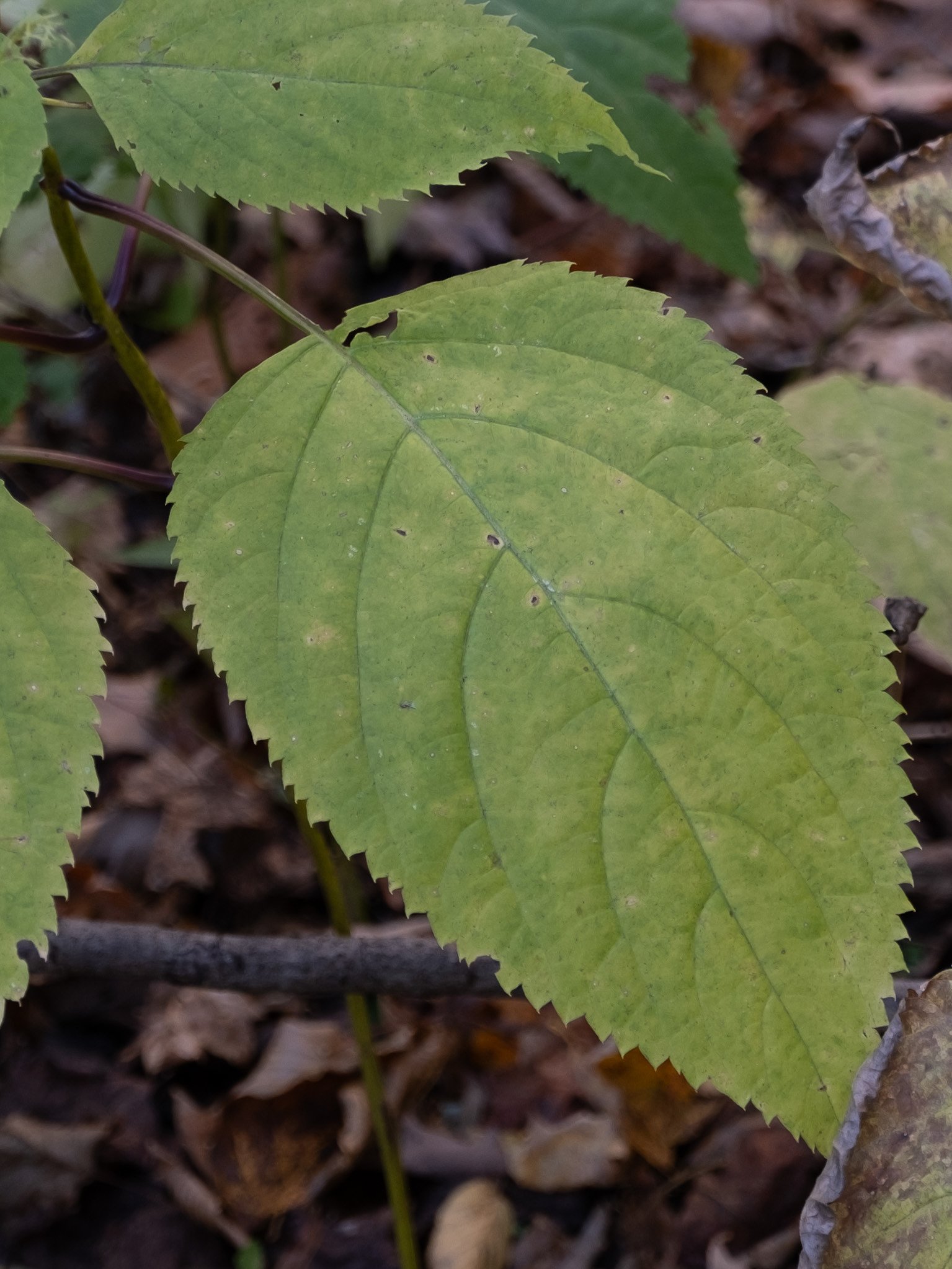Big Rock Falls waterfall