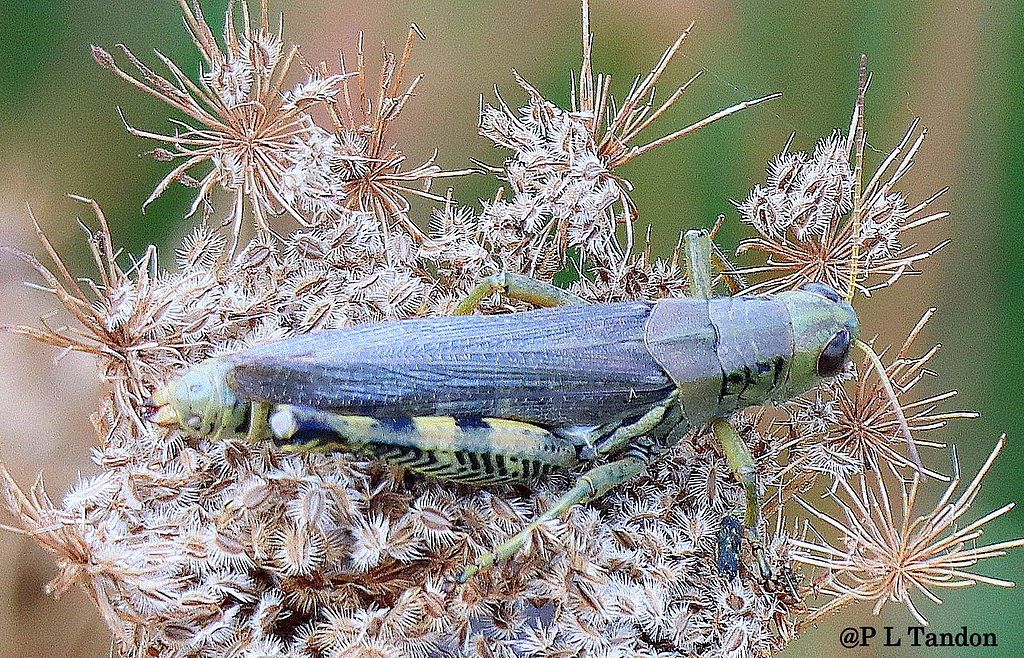 Black Falls waterfall