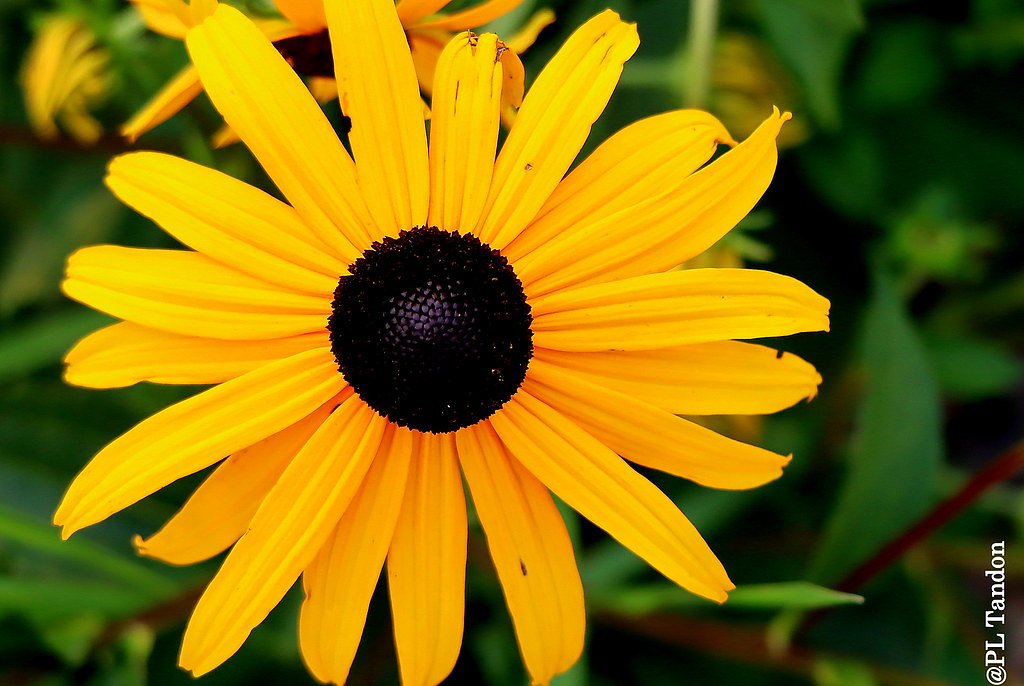 Black Falls waterfall