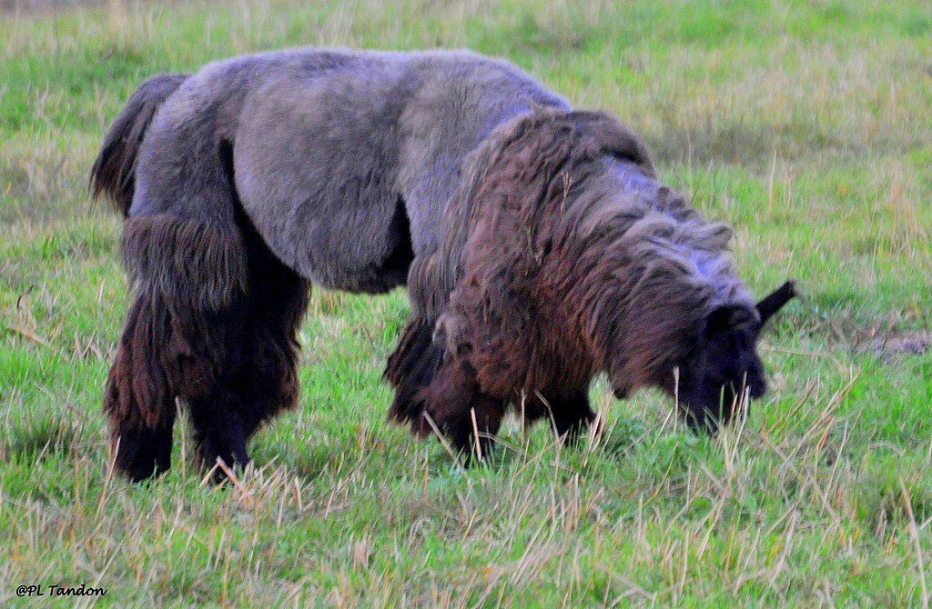 Black Falls waterfall