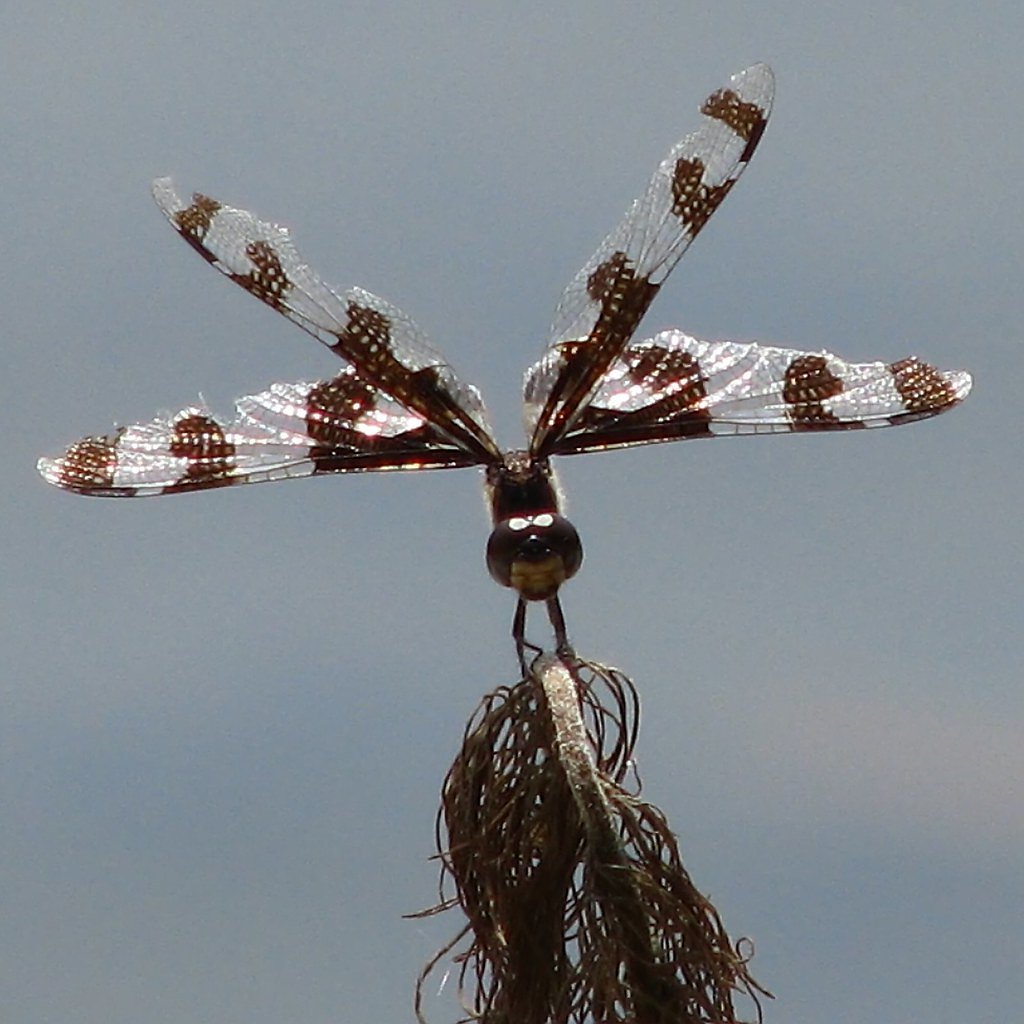 Black Falls waterfall
