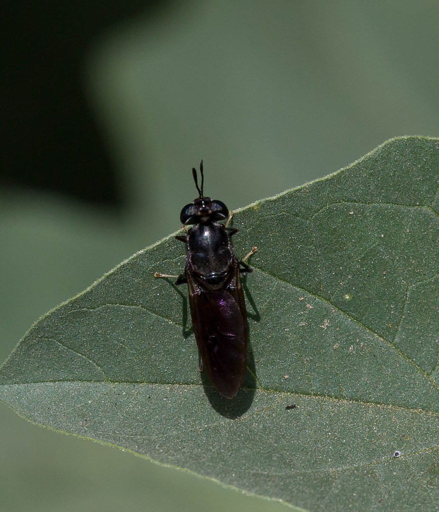Black Falls waterfall
