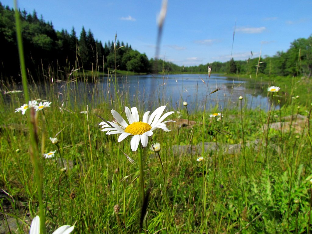 Blackwater Falls waterfall