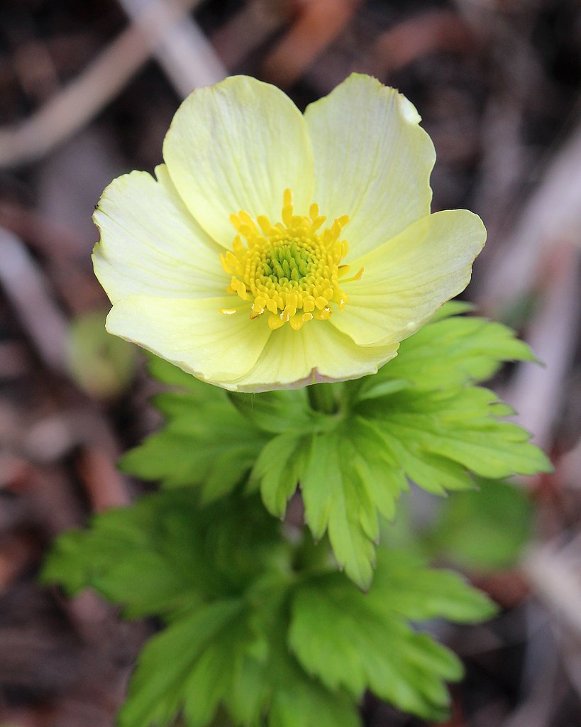 Brooks Lake Creek Falls waterfall
