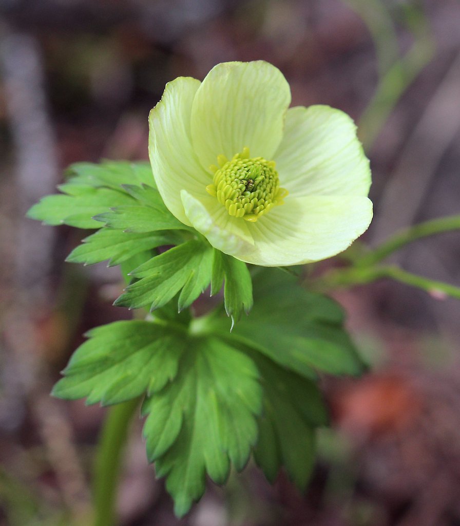 Brooks Lake Creek Falls waterfall