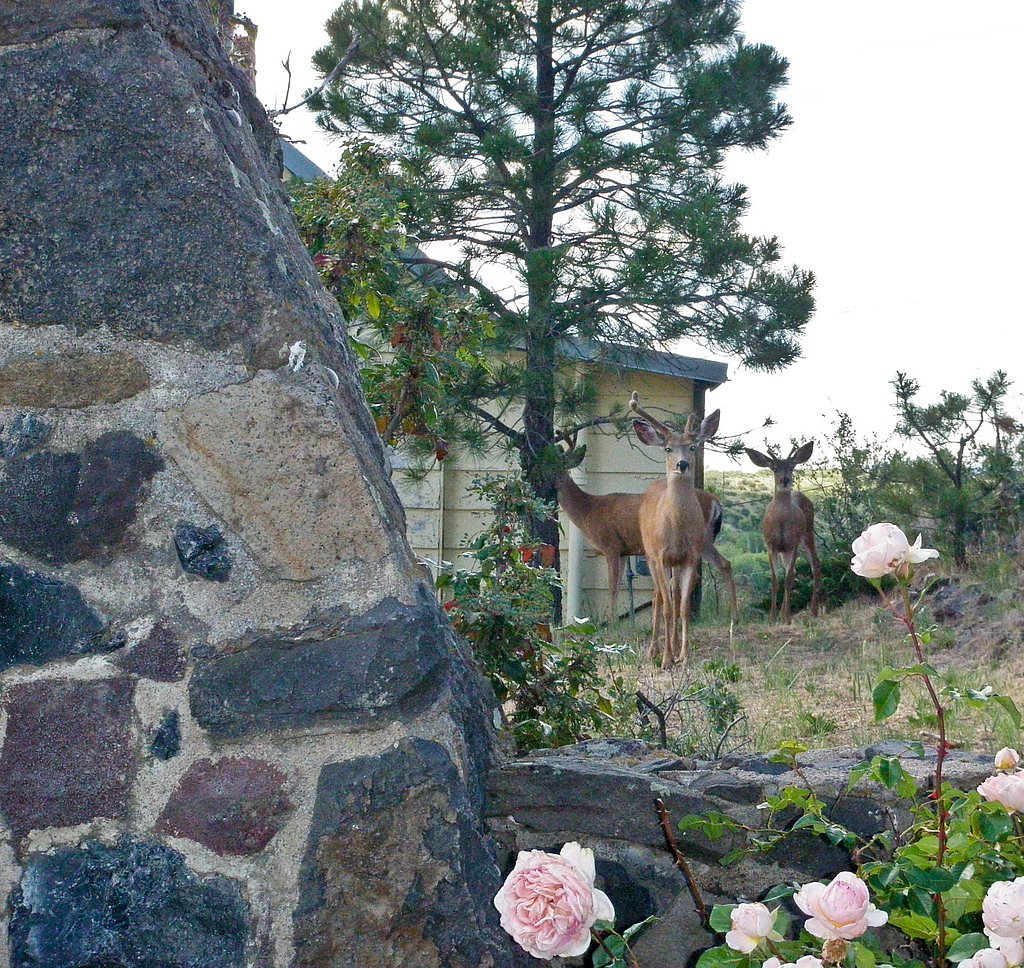Buck Falls waterfall