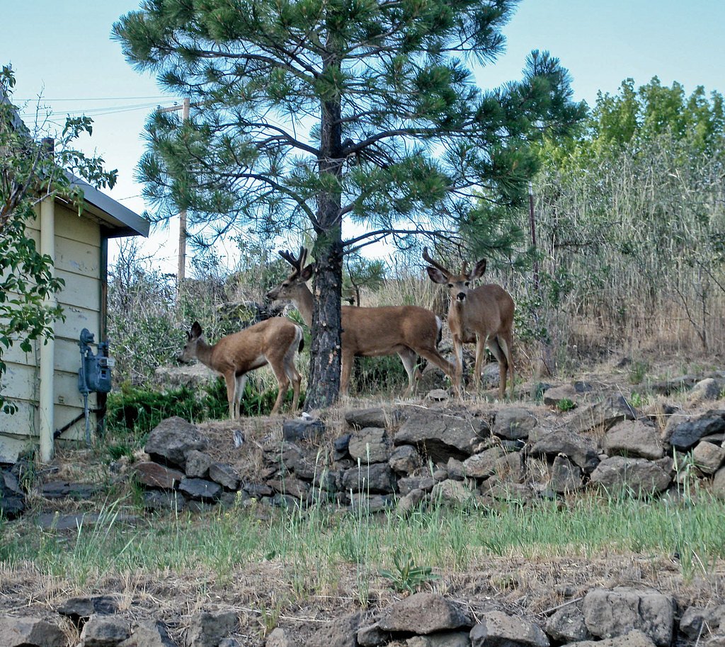 Buck Falls waterfall