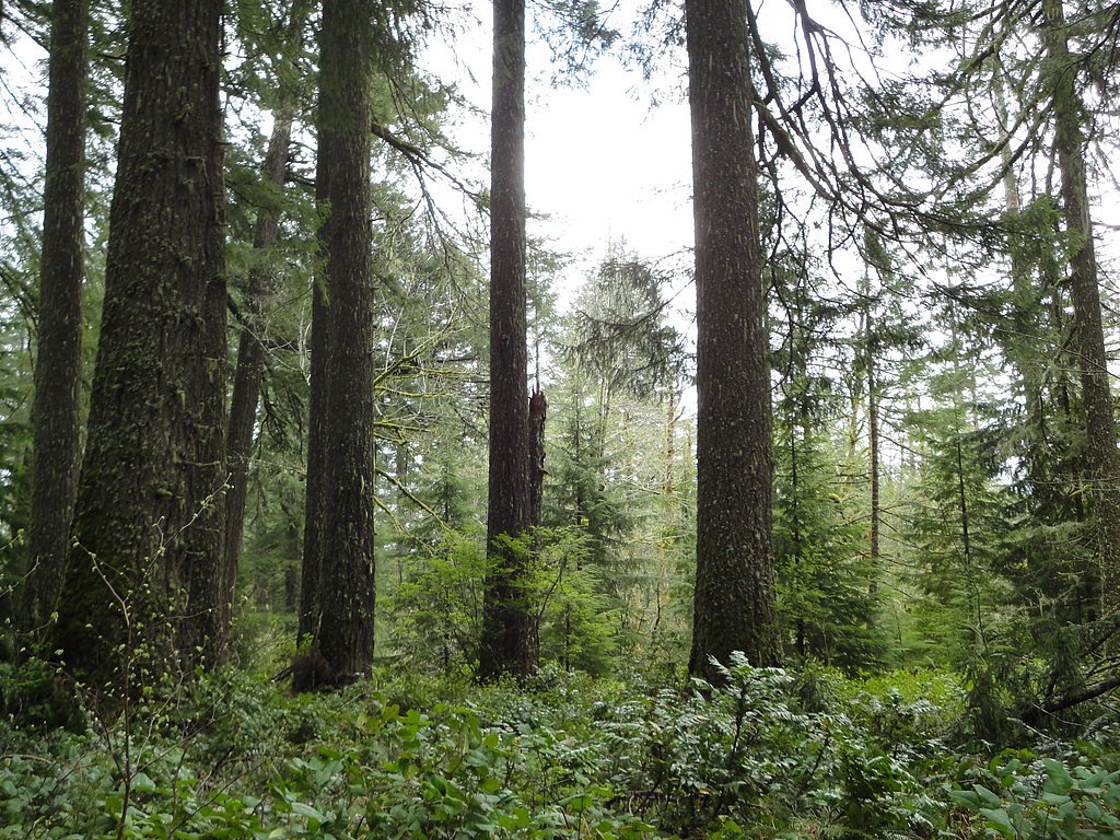 Buck Falls waterfall