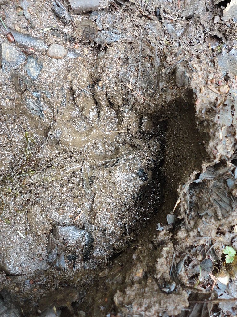 Buck Falls waterfall