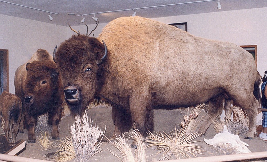 Buffalo Falls waterfall