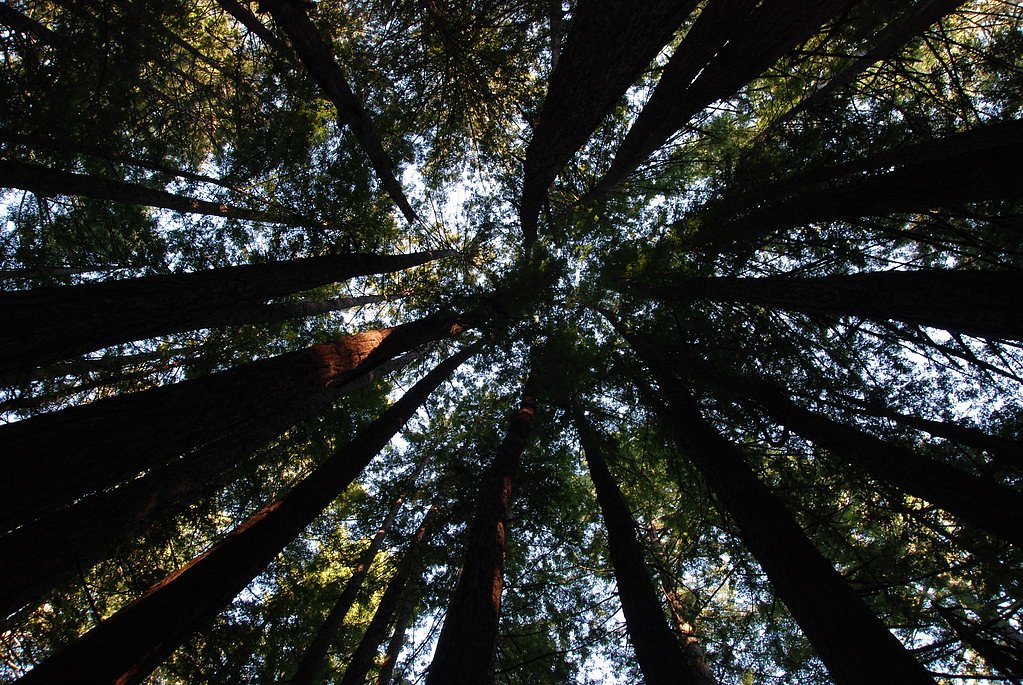 Butano Falls waterfall