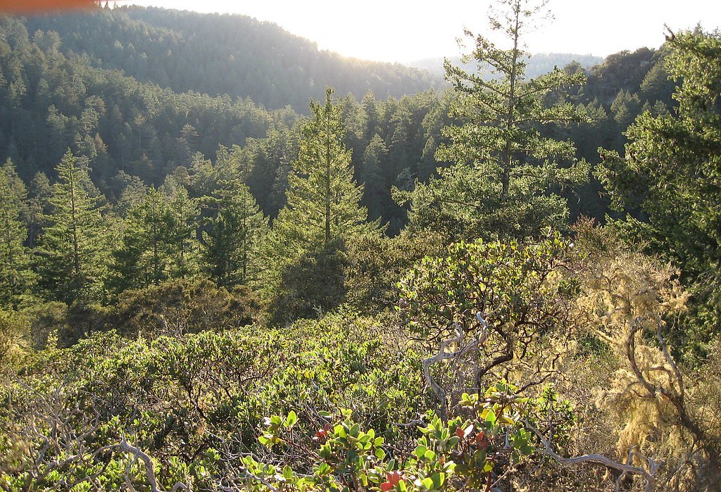 Butano Falls waterfall