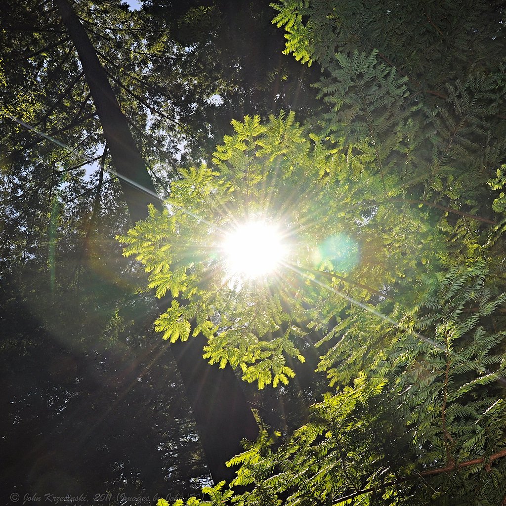 Butano Falls waterfall