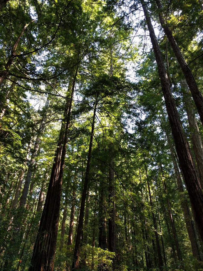 Butano Falls waterfall