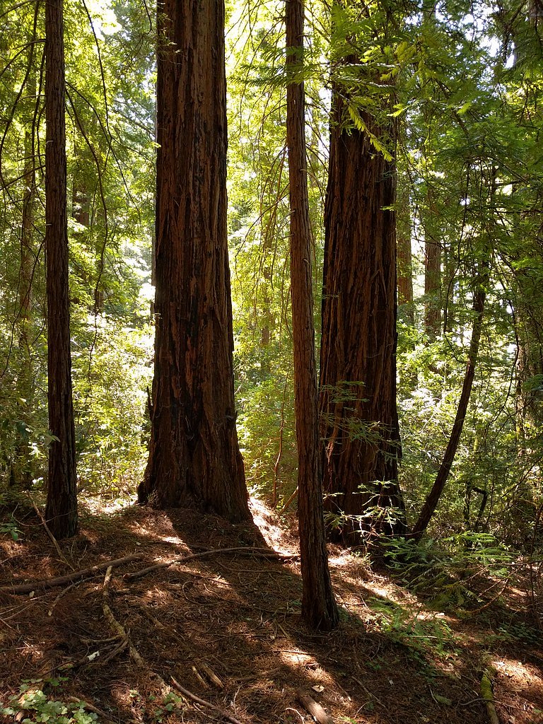 Butano Falls waterfall