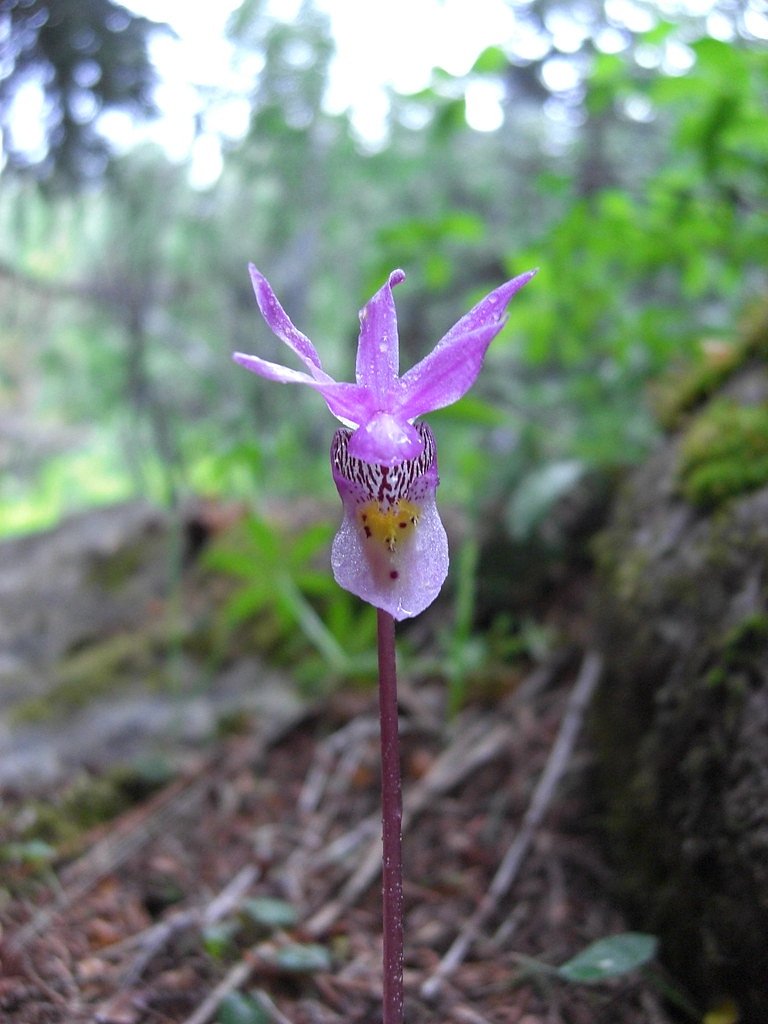 Calypso Cascades waterfall