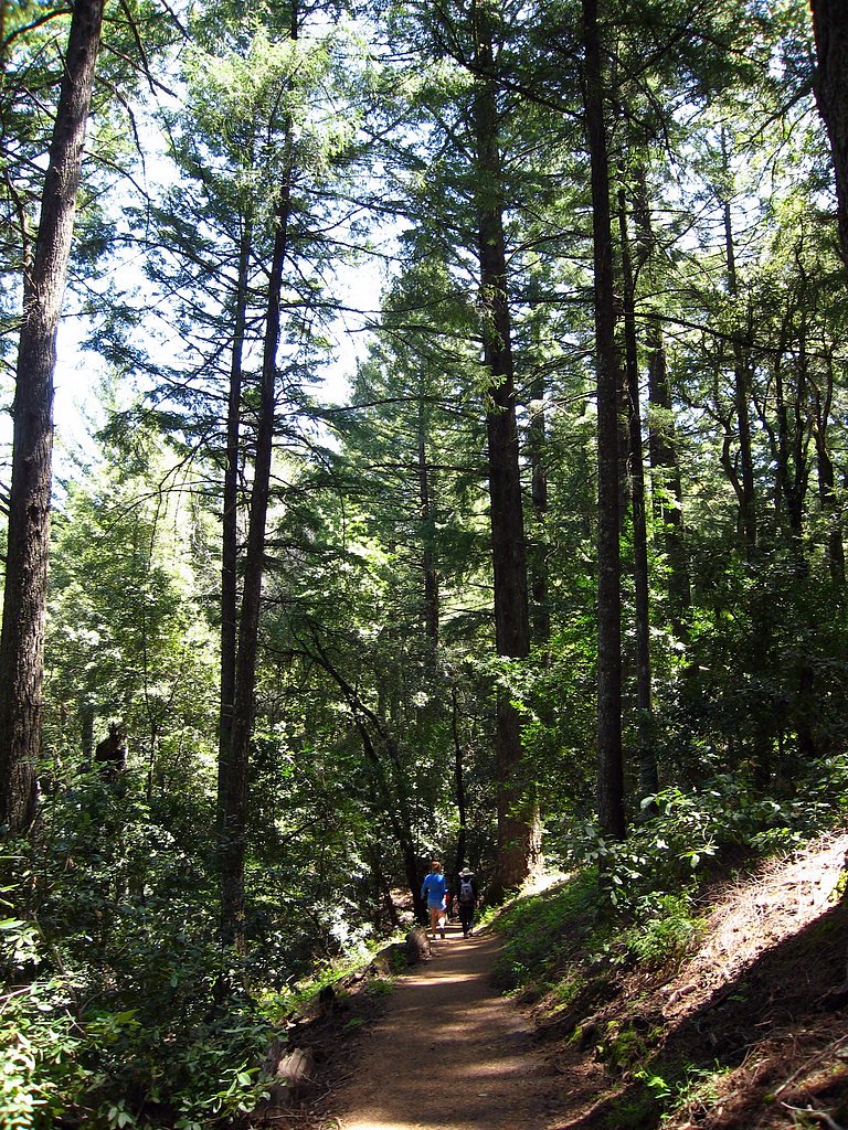Castle Rock Falls waterfall