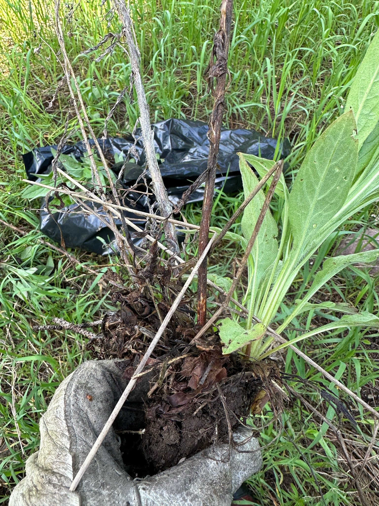Cataract Falls waterfall