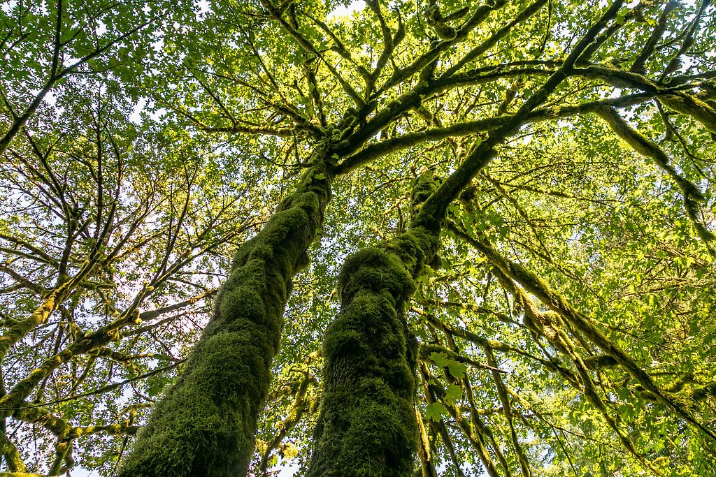 Cedar Creek Falls waterfall