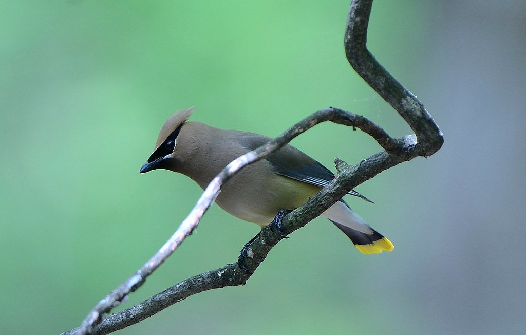 Cedar Falls waterfall