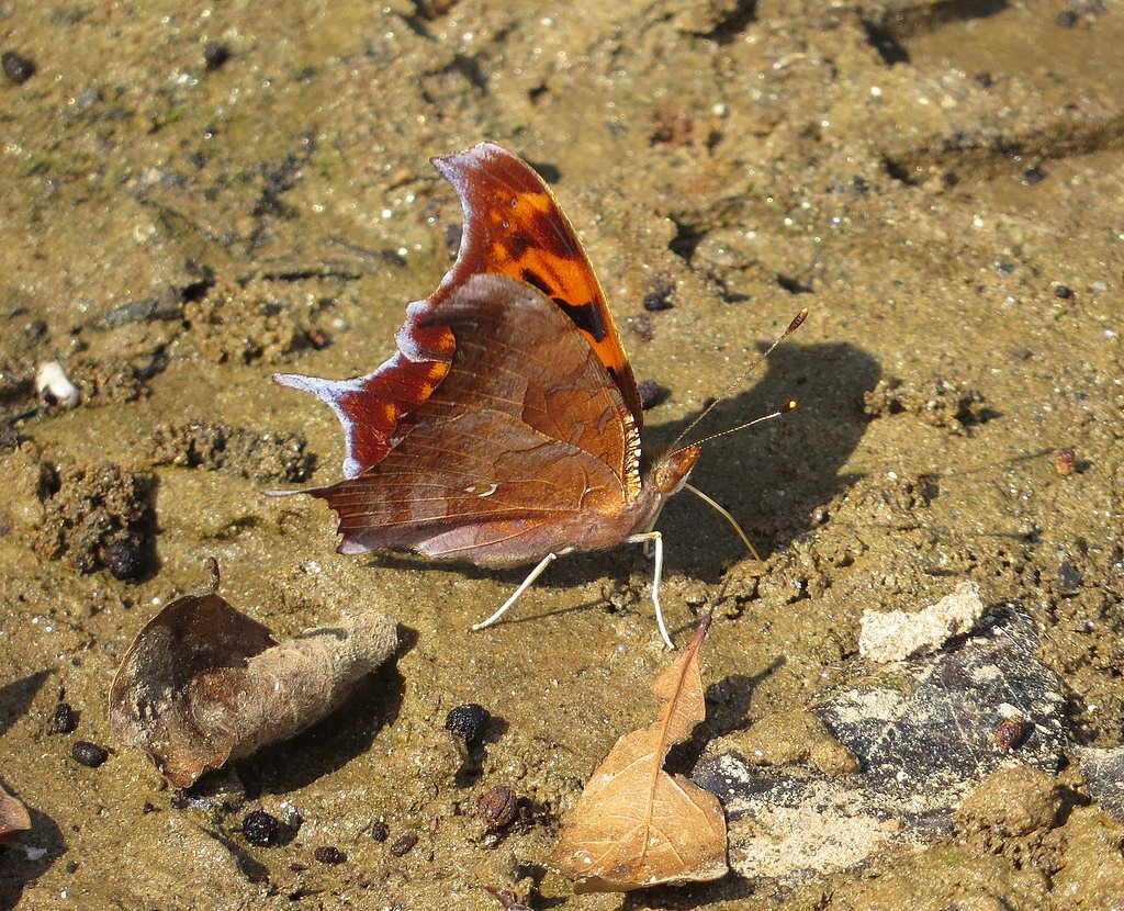 Cedar Falls waterfall