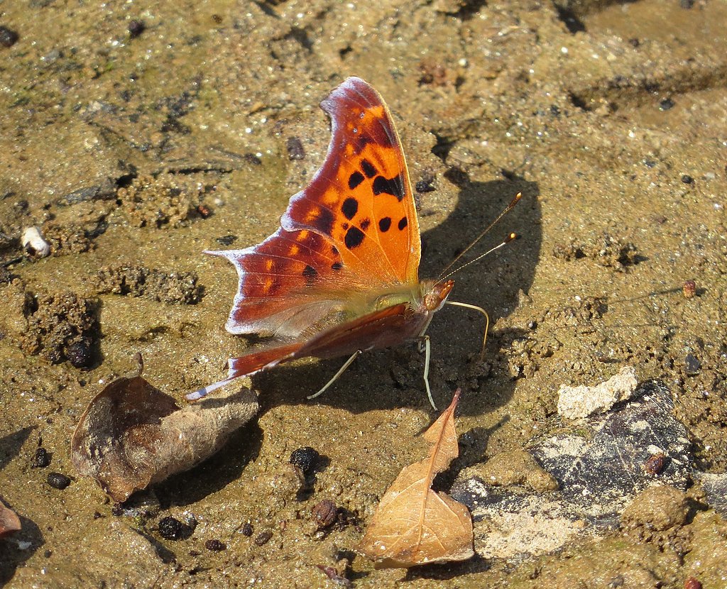Cedar Falls waterfall
