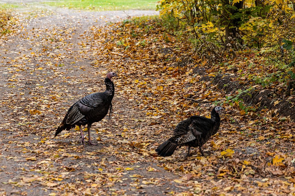 Chandler Falls waterfall