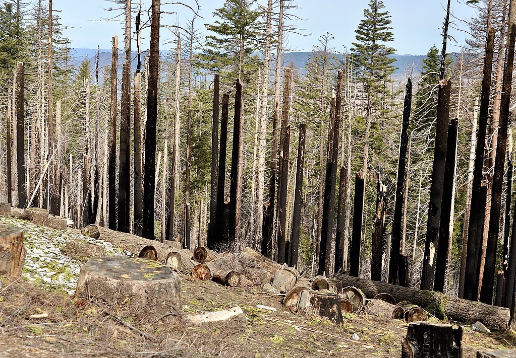 Chinquapin Falls waterfall