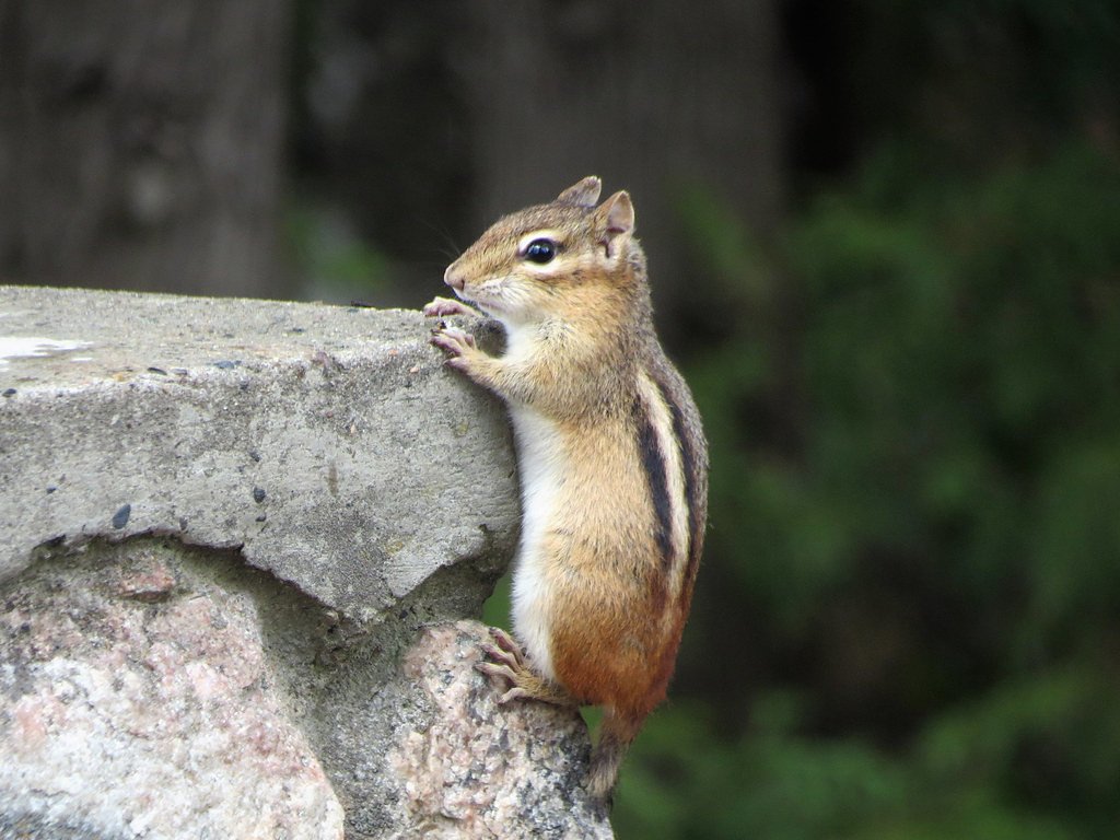 Chipmunk Falls waterfall