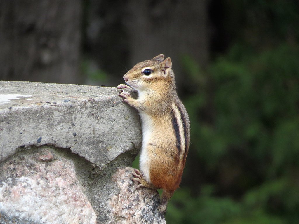 Chipmunk Falls waterfall