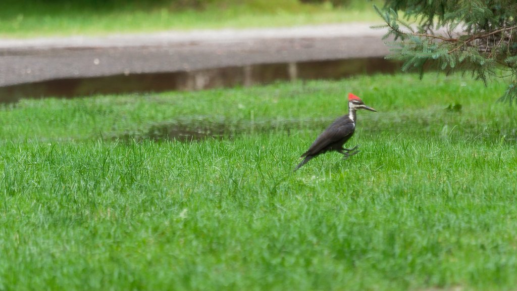 Chipmunk Falls waterfall