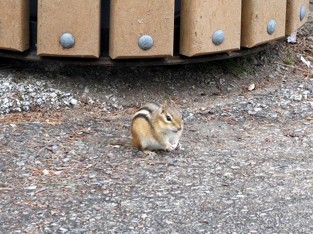 Chipmunk Falls waterfall