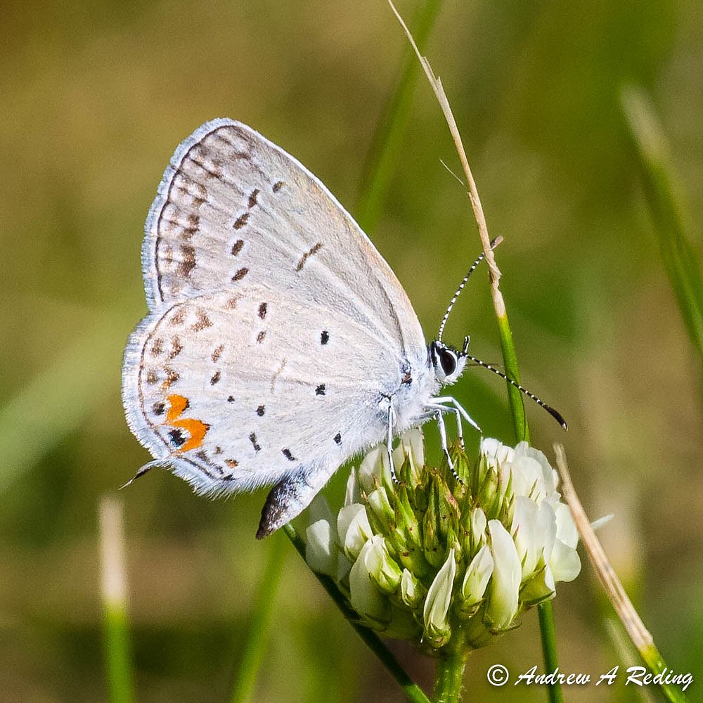 Clifford Falls waterfall